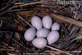 Attēlu rezultāti vaicājumam “Fulica atra eggs”