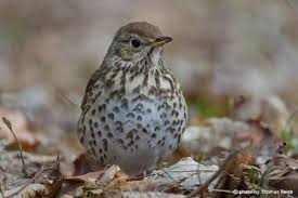 Attēlu rezultāti vaicājumam “Turdus philomelos juvenile”