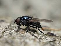 Attēlu rezultāti vaicājumam “Poecilochirus sp.”