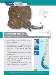 Image result for Bathyraja brachyurops