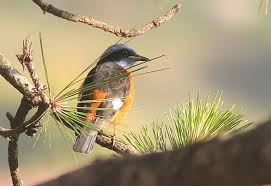 Attēlu rezultāti vaicājumam “Muscicapidae”