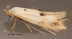 Attēlu rezultāti vaicājumam “Elachista maculicerusella”