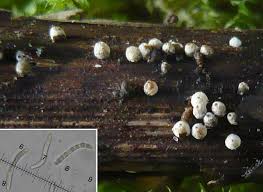 Attēlu rezultāti vaicājumam “Lasiosphaeria ovina spores”