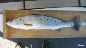 Image result for Cynoscion nebulosus