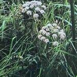 Attēlu rezultāti vaicājumam “Cicuta virosa”