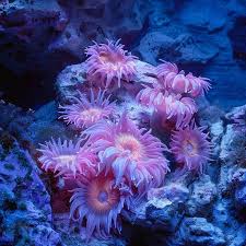 Image result for sea Anemone