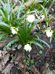 Attēlu rezultāti vaicājumam “Leucojum vernum var. carpathicum flower”
