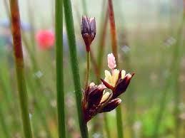 Attēlu rezultāti vaicājumam “Juncus alpinoarticulatus fruit”