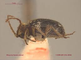 Attēlu rezultāti vaicājumam “Ptinus sp. female”