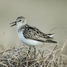 Image result for Calidris pusilla