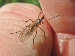 Attēlu rezultāti vaicājumam “Empis sp.”