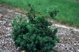 Attēlu rezultāti vaicājumam “Picea abies”