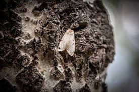 Attēlu rezultāti vaicājumam “Euproctis similis imago”