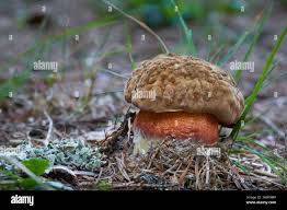 Attēlu rezultāti vaicājumam “Sutorius luridiformis”