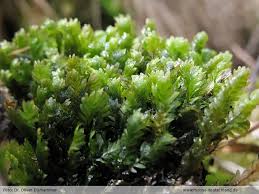 Attēlu rezultāti vaicājumam “Fissidens osmundoides”