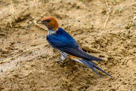 Attēlu rezultāti vaicājumam “Lycogala asperum sessile”