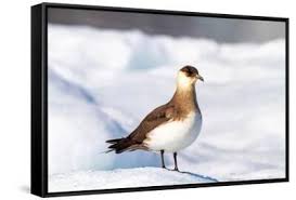 Attēlu rezultāti vaicājumam “Stercorarius parasiticus adult”