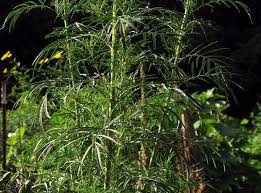 Attēlu rezultāti vaicājumam “Tagetes leaf”