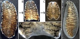 Attēlu rezultāti vaicājumam “Comatricha elegans var. microspora”