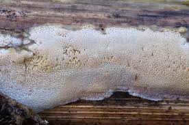 Attēlu rezultāti vaicājumam “Antrodiella”