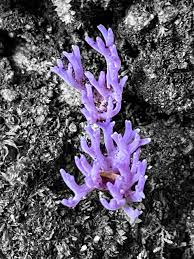 Attēlu rezultāti vaicājumam “Lentaria sp.”