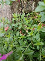 Image result for Silene schafta