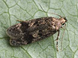 Attēlu rezultāti vaicājumam “Gelechia scotinella”