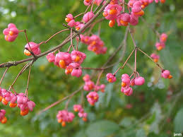 Attēlu rezultāti vaicājumam “Euonymus europaeus fruit”