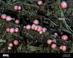 Attēlu rezultāti vaicājumam “Lycogala botrydium spores”
