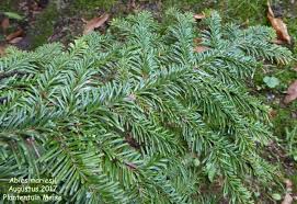 Attēlu rezultāti vaicājumam “Abies mariesii”