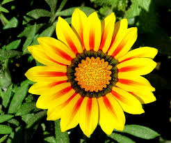 Image result for Gazanien