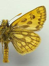 Attēlu rezultāti vaicājumam “Carterocephalus silvicolus”