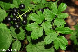 Attēlu rezultāti vaicājumam “Actaea spicata fruit”