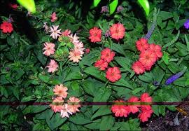 Attēlu rezultāti vaicājumam “Silene x arkwrightii Vesuvius flower”
