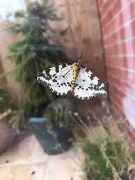 Attēlu rezultāti vaicājumam “Abraxas grossulariata pupa”