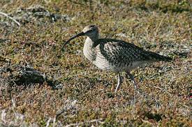 Attēlu rezultāti vaicājumam “Numenius phaeopus adult”