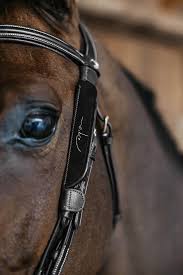 Image result for scheuklappen