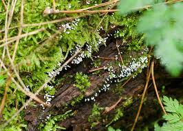 Attēlu rezultāti vaicājumam “Arcyria affinis capillitium”