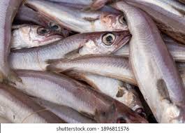 Image result for Merlangius merlangus