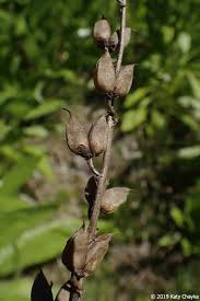 Image result for Digitalis grandiflora