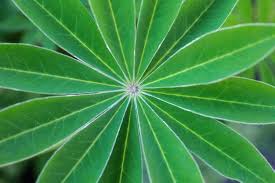 Attēlu rezultāti vaicājumam “Lupinus polyphyllus leaf”