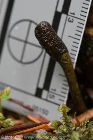 Attēlu rezultāti vaicājumam “Cordyceps ophioglossoides”