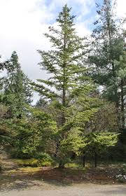 Attēlu rezultāti vaicājumam “Abies veitchii”