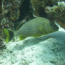 Image result for Haemulon sciurus