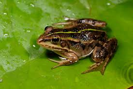 Attēlu rezultāti vaicājumam “Pelophylax adult”