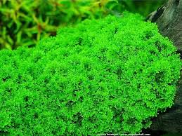 Attēlu rezultāti vaicājumam “Riccia rhenana”