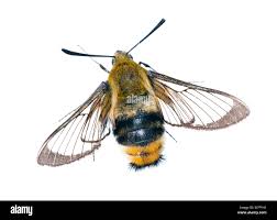 Attēlu rezultāti vaicājumam “Hemaris tityus”