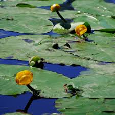 Attēlu rezultāti vaicājumam “Nuphar lutea fruit”
