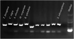 Attēlu rezultāti vaicājumam “Stemonitopsis subcaespitosa”
