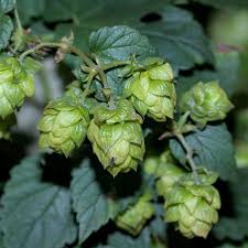 Attēlu rezultāti vaicājumam “Humulus lupulus”